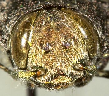 Media type: image;   Entomology 24442 Aspect: head frontal view